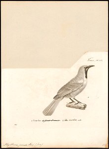 Phyllornis javensis - 1700-1880 - Print - Iconographia Zoologica - Special Collections University of Amsterdam - UBA01 IZ16400047