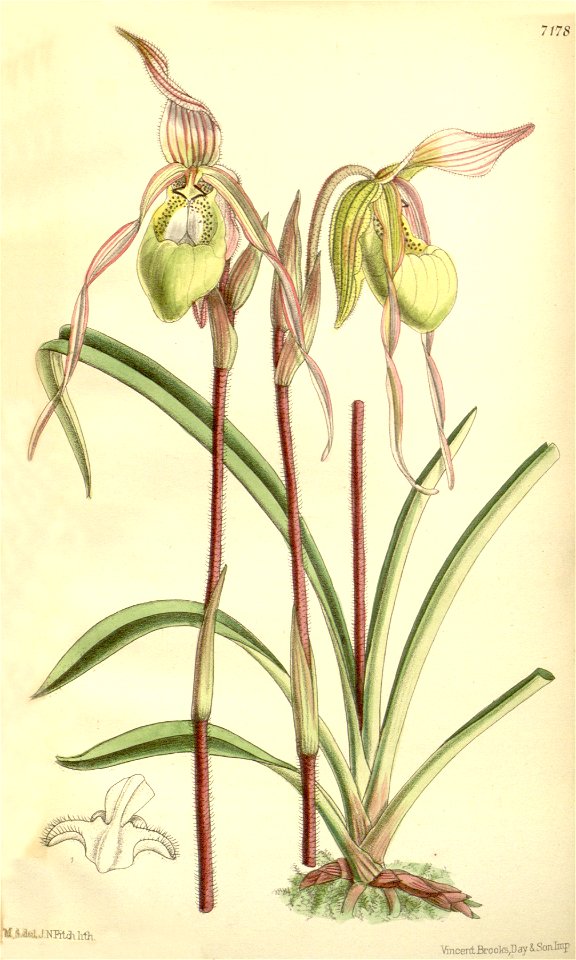 Phragmipedium klotzschianum (as Cypripedium klotzschianum) - Curtis' 117 (Ser. 3 no. 47) pl. 7178 (1891)