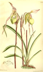 Phragmipedium klotzschianum (as Cypripedium klotzschianum) - Curtis' 117 (Ser. 3 no. 47) pl. 7178 (1891). Free illustration for personal and commercial use.