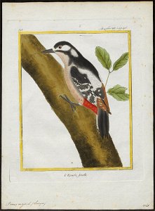 Picus major - 1700-1880 - Print - Iconographia Zoologica - Special Collections University of Amsterdam - UBA01 IZ18700037