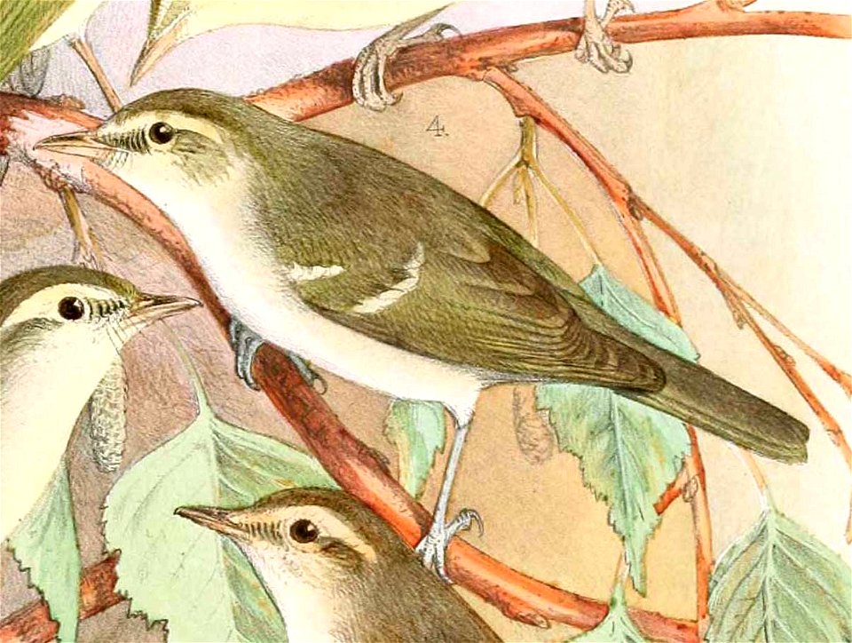 Phylloscopus plumbeitarsus 1889