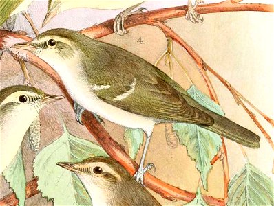 Phylloscopus plumbeitarsus 1889