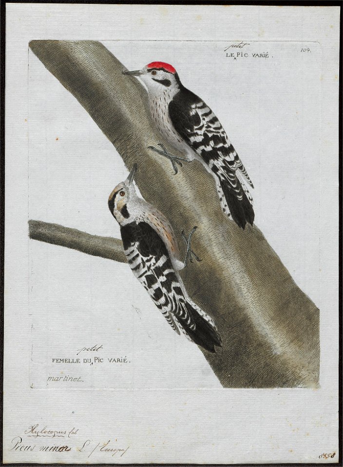 Picus minor - 1790-1796 - Print - Iconographia Zoologica - Special Collections University of Amsterdam - UBA01 IZ18700059