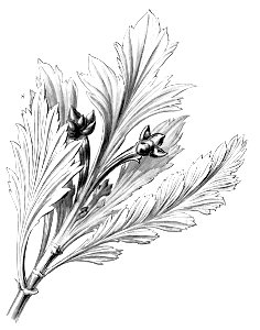Phyllocladus aspleniifolius Haeckel