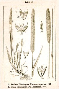 Phleum spp Sturm10