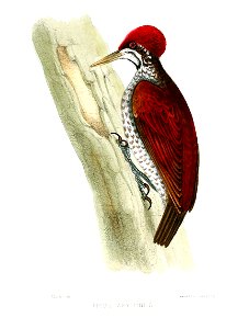 PicusZeylonusJerdon