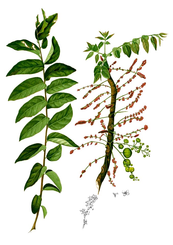 Phyllanthus acidus Blanco2.303-cropped
