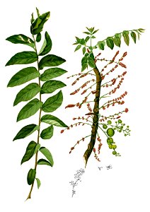 Phyllanthus acidus Blanco2.303-cropped