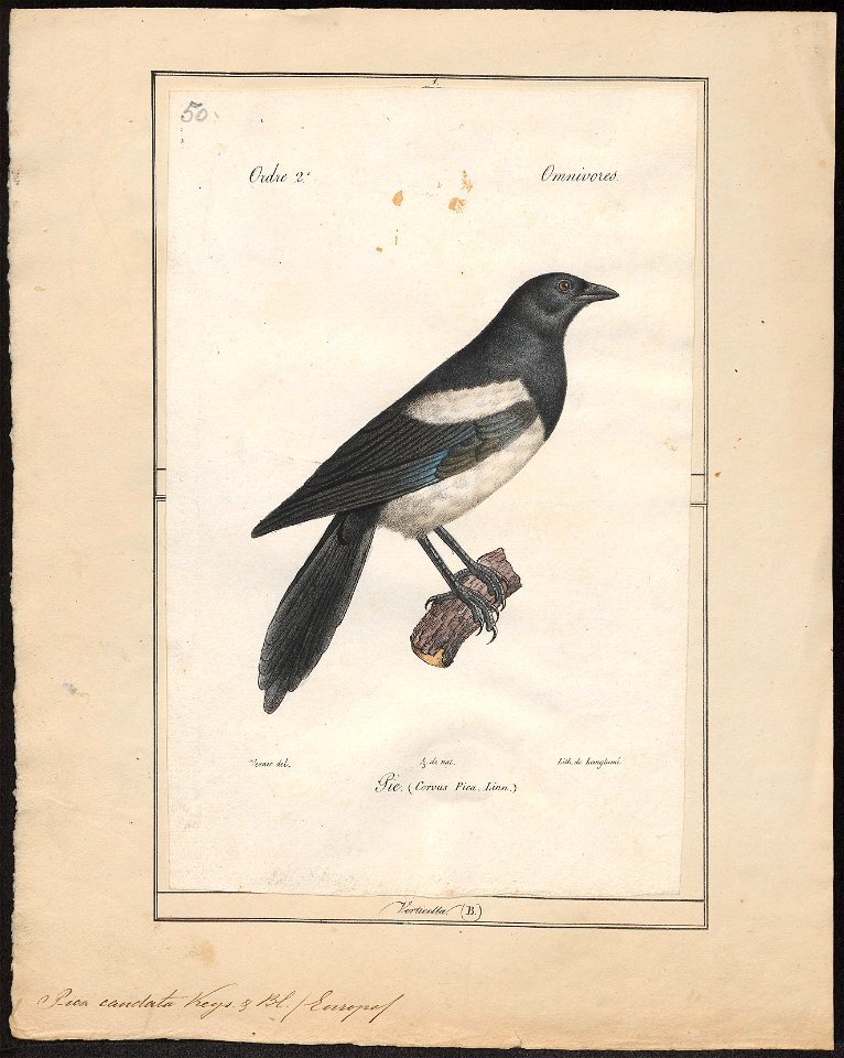 Pica caudata - 1842-1848 - Print - Iconographia Zoologica - Special Collections University of Amsterdam - UBA01 IZ15700179