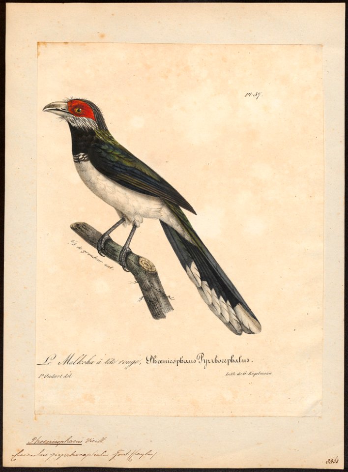 Phoenicophaus pyrrhocephalus - 1825-1834 - Print - Iconographia Zoologica - Special Collections University of Amsterdam - UBA01 IZ18800329