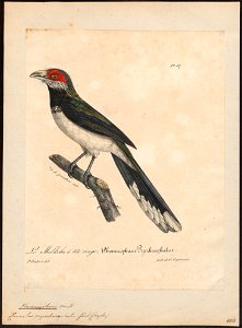 Phoenicophaus pyrrhocephalus - 1825-1834 - Print - Iconographia Zoologica - Special Collections University of Amsterdam - UBA01 IZ18800329