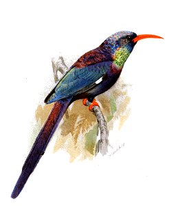 Phoeniculus damarensis Goodchild