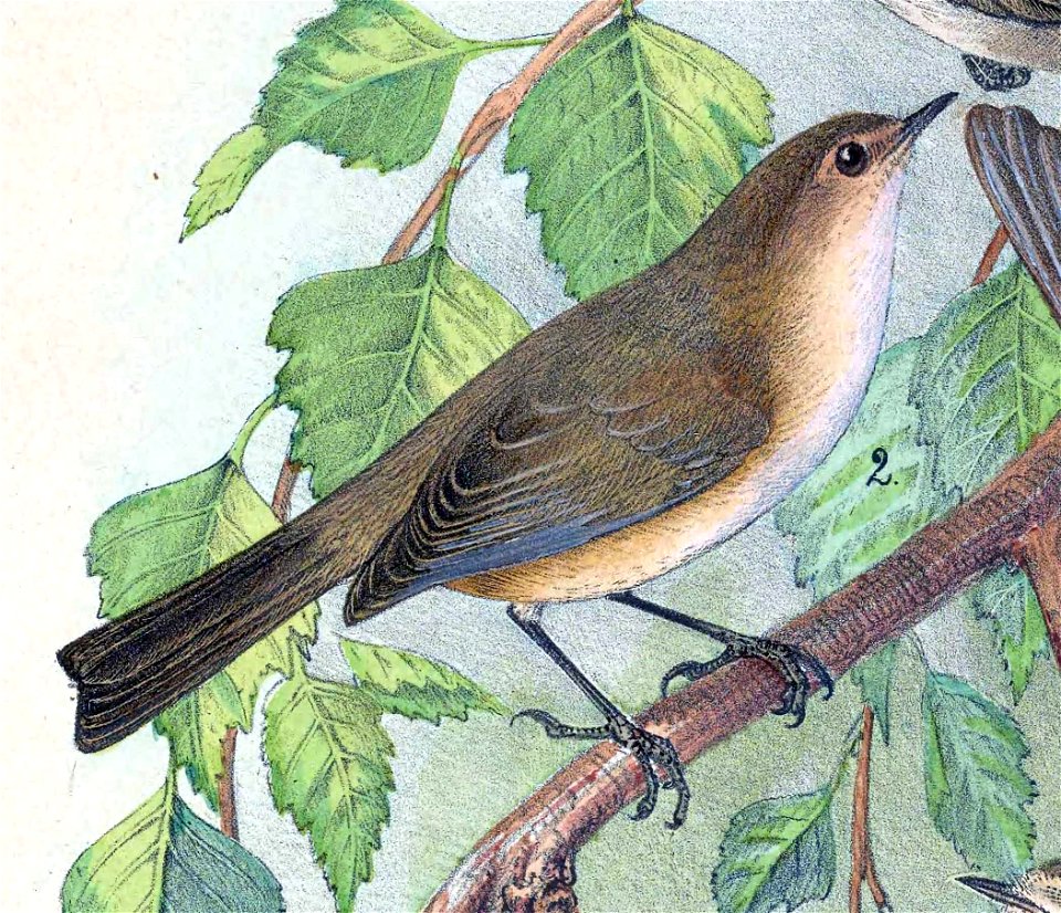 Phylloscopus collybita tristis 1889