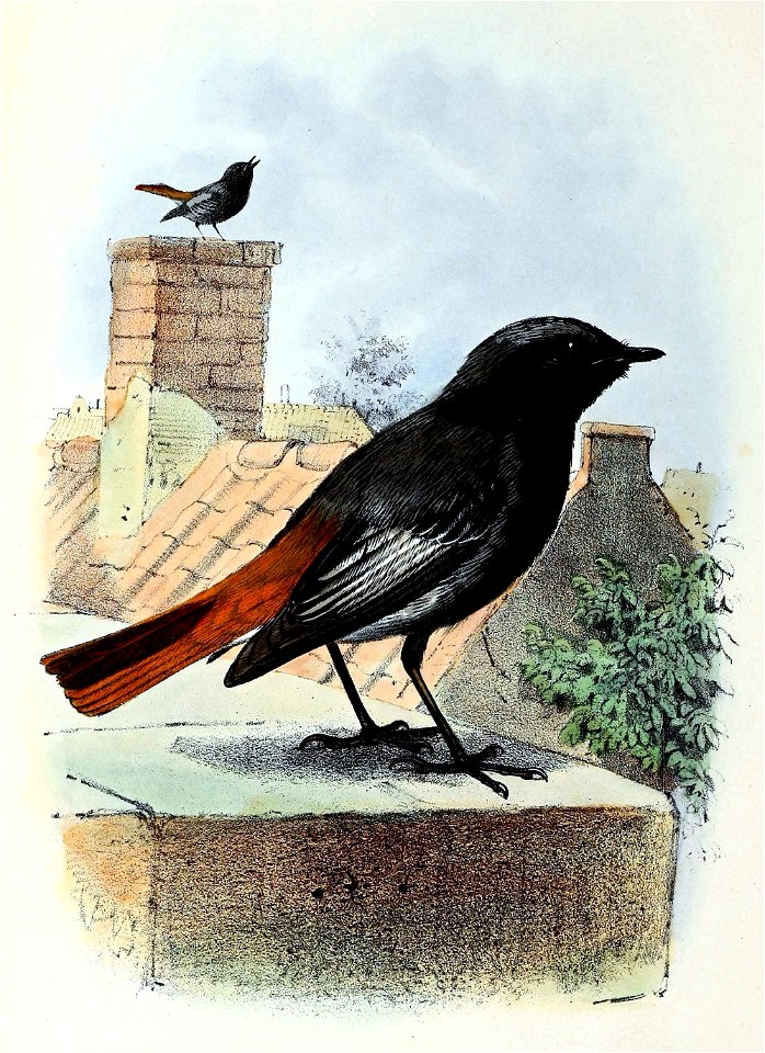 Phoenicurus ochruros 1873