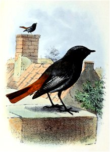 Phoenicurus ochruros 1873
