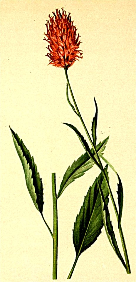 Phyteuma betonicaefolium Atlas Alpenflora