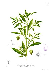 Physalis angulata Blanco1.50