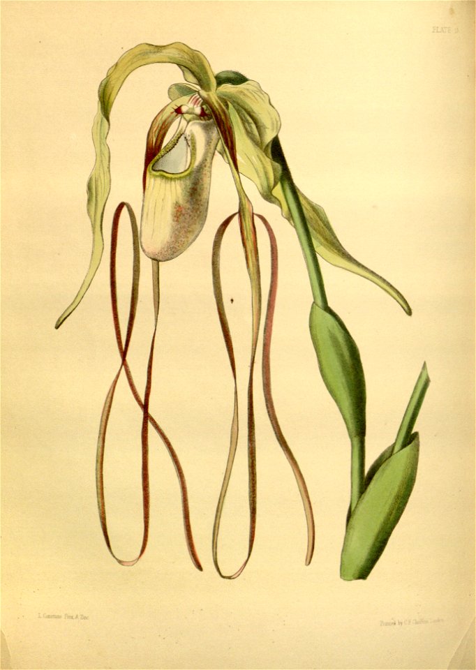 Phragmipedium caudatum Paxton 009