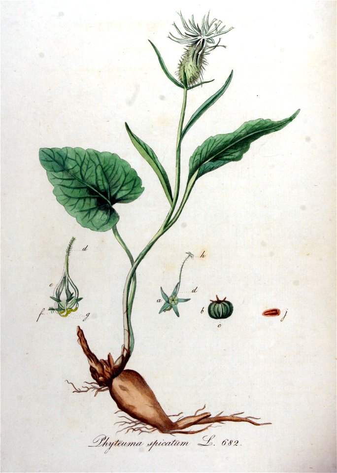 Phyteuma spicatum — Flora Batava — Volume v9