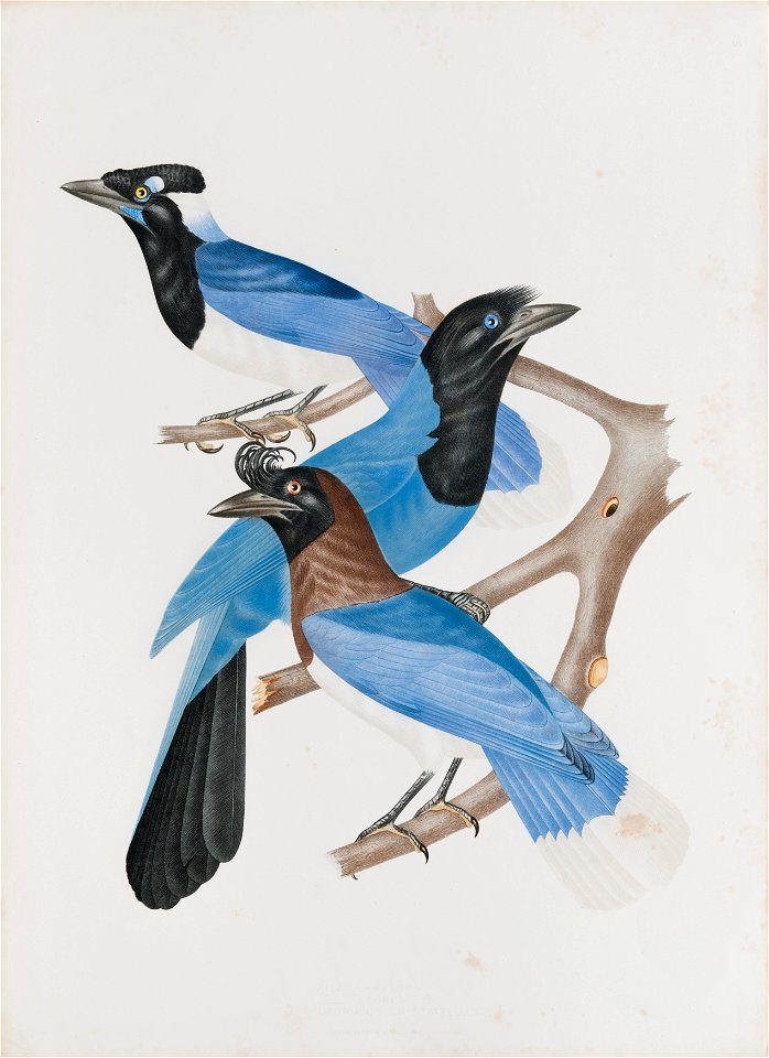 Pica chrysops - Pica azurea - Garrulus cristatellus, da Coleção Brasiliana Iconográfica