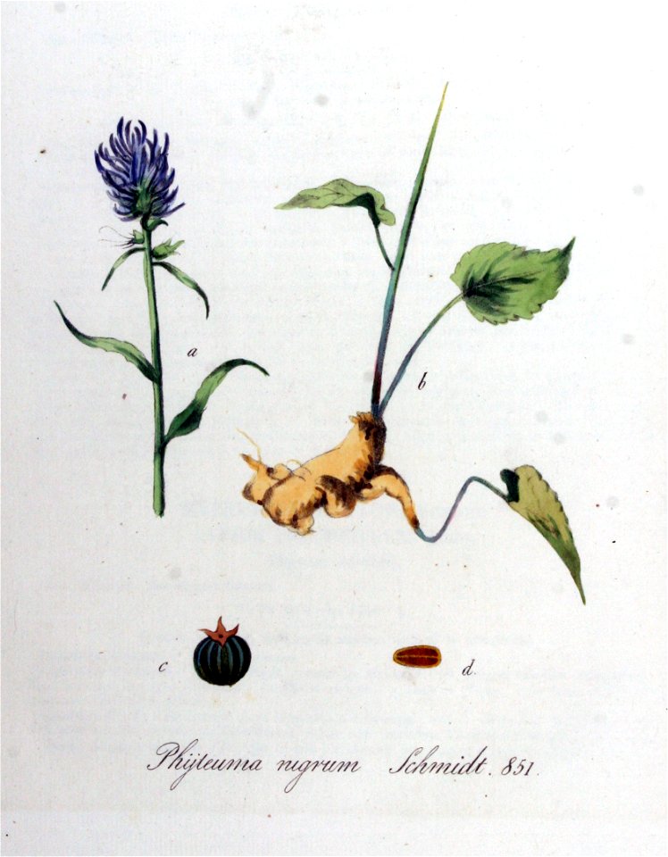 Phyteuma nigrum — Flora Batava — Volume v11
