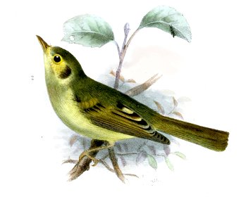 Phylloscartes oustaleti Smit