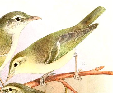 Phylloscopus nitidus 1889