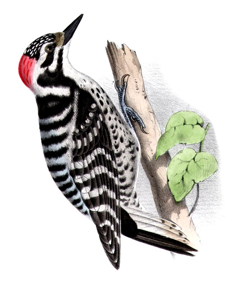 Picoides nuttalliiAQBIP03CA