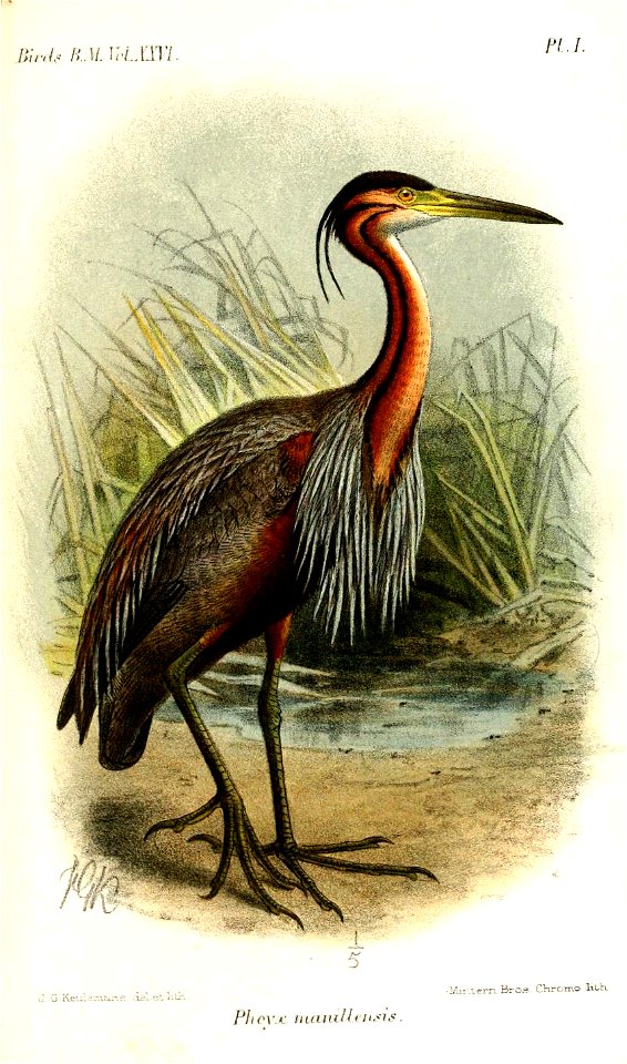 PhoyxManillensisKeulemans
