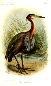 PhoyxManillensisKeulemans