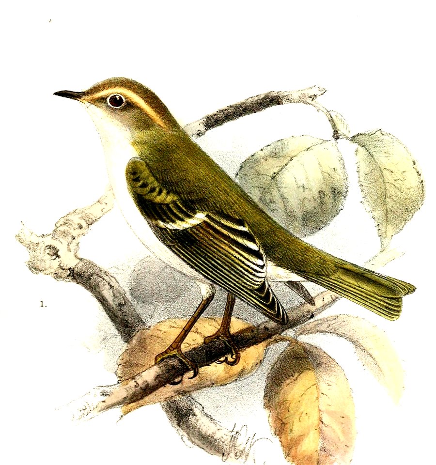 Phylloscopus humei Keulemans