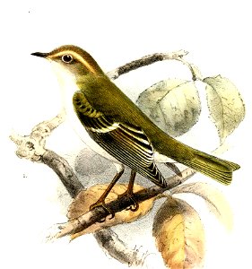 Phylloscopus humei Keulemans