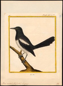 Pica caudata - 1700-1880 - Print - Iconographia Zoologica - Special Collections University of Amsterdam - UBA01 IZ15700181