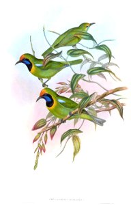 PhyllornisHodgsoniGould