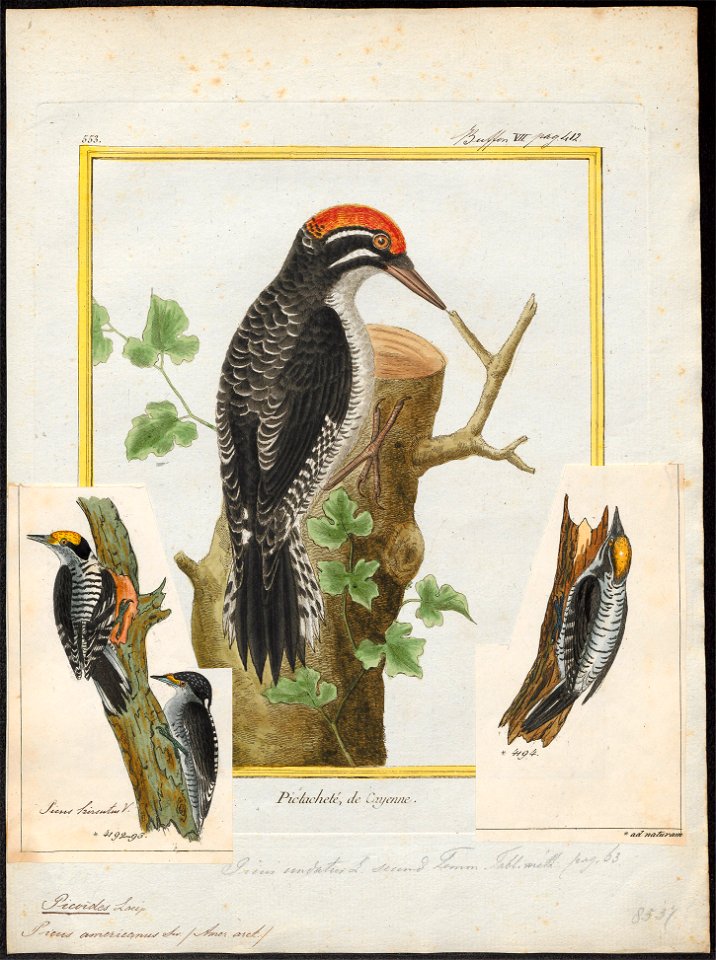 Picoïdes americanus - 1700-1880 - Print - Iconographia Zoologica - Special Collections University of Amsterdam - UBA01 IZ18700031