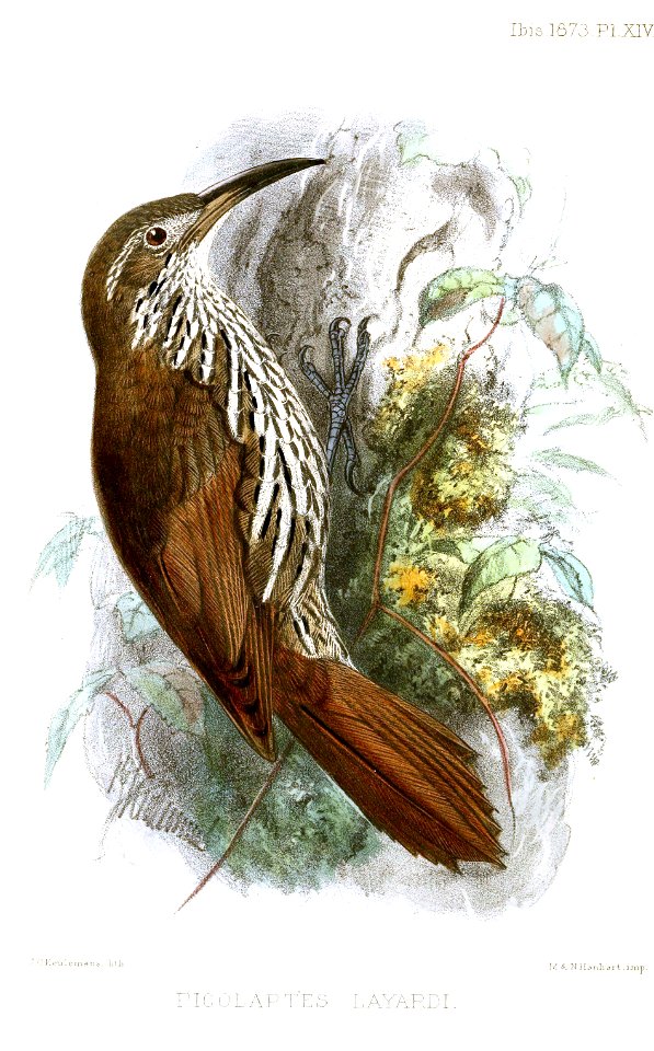 PicolaptesLayardiKeulemans