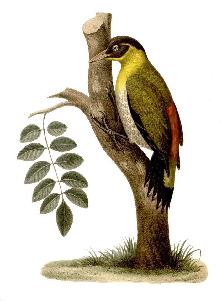 Picus erythropygius