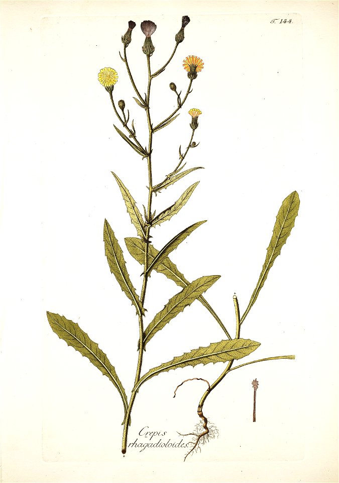 Picris rhagadioloides