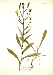 Picris rhagadioloides