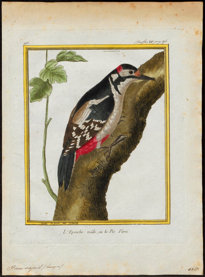 Picus major - 1700-1880 - Print - Iconographia Zoologica - Special Collections University of Amsterdam - UBA01 IZ18700041