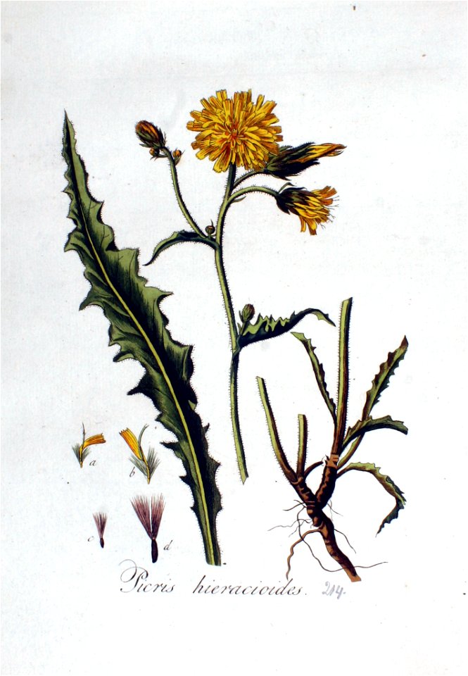 Picris hieracioides — Flora Batava — Volume v3