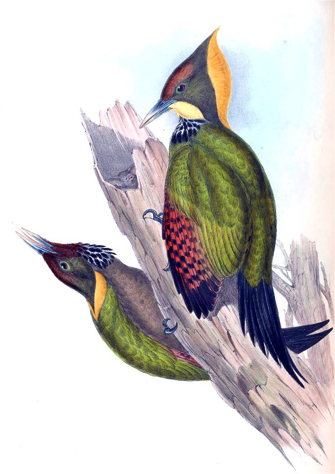 Picus flavinucha