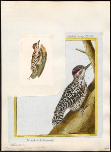 Picus mixtus - 1700-1880 - Print - Iconographia Zoologica - Special Collections University of Amsterdam - UBA01 IZ18700103