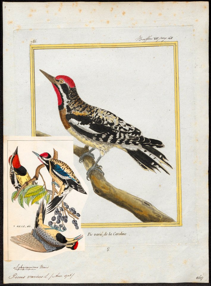 Picus varius - 1700-1880 - Print - Iconographia Zoologica - Special Collections University of Amsterdam - UBA01 IZ18700113