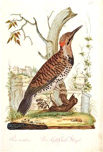 Picus auratus Der Goldschaft Flügel