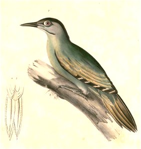 Picus canus sanguiniceps Hardwicke
