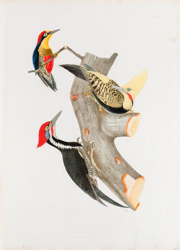 Picus erythocaster - Picus flavescens - Picus erythrocephalus, da Coleção Brasiliana Iconográfica