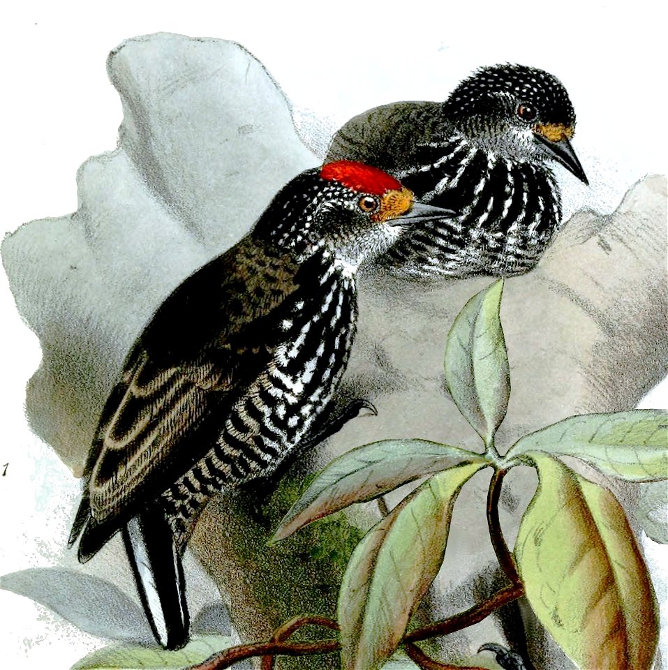 Picumnus steindachneri Smit