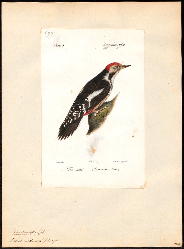 Picus medius - 1842-1848 - Print - Iconographia Zoologica - Special Collections University of Amsterdam - UBA01 IZ18700055