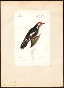 Picus medius - 1842-1848 - Print - Iconographia Zoologica - Special Collections University of Amsterdam - UBA01 IZ18700055